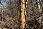 Elk Rub on Tree